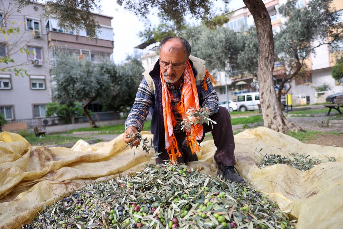 Buca’da zeytin hasadı zamanı