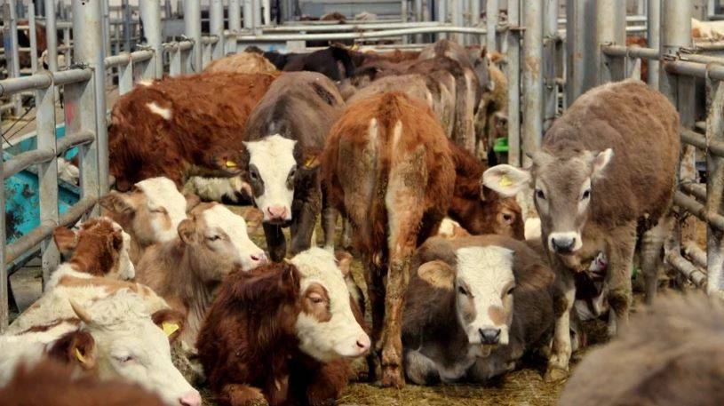 Urla'da şap karantinası: Hayvan hareketleri durduruldu