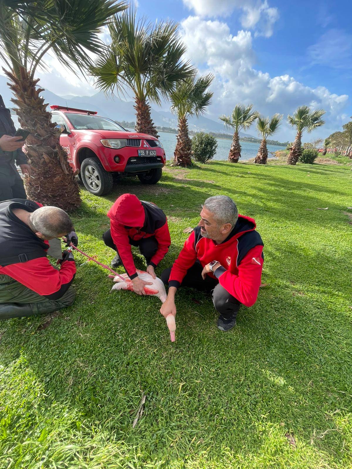 İzmir İtfaiyesi ayağına misina dolanan flamingoyu kurtardı