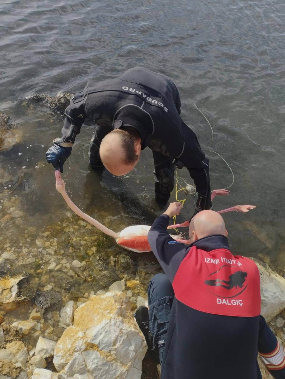 Flamingoya hayat veren kurtarma operasyonu