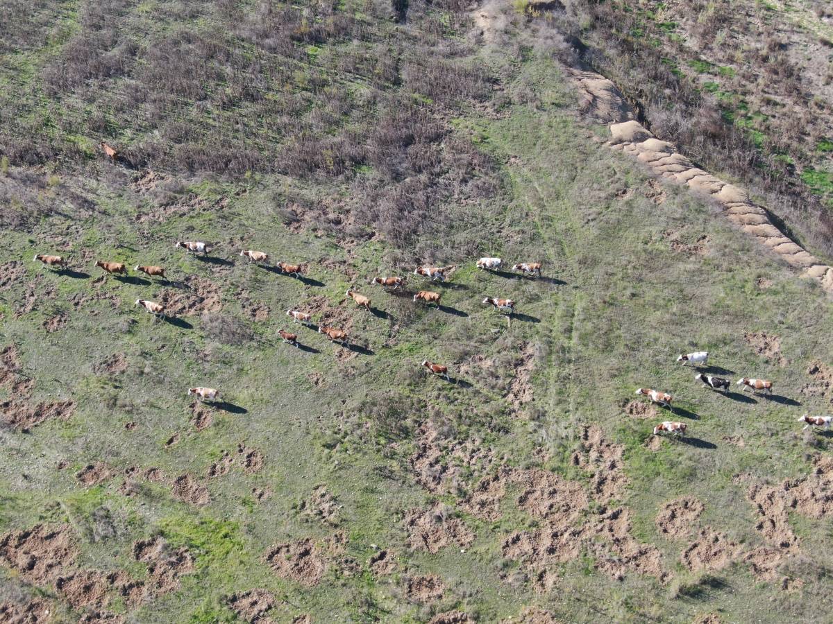 İzmir'de sağanak sonrası barajlar hareketlendi