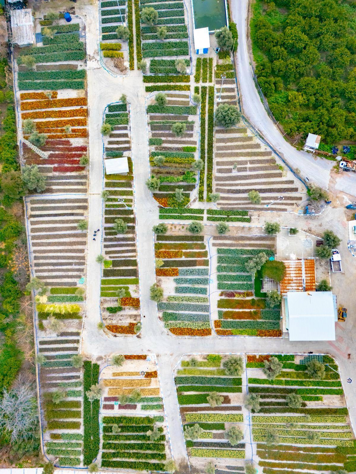 İzmir’in renkleri Büyükşehir fidanlıklarında filizleniyor
