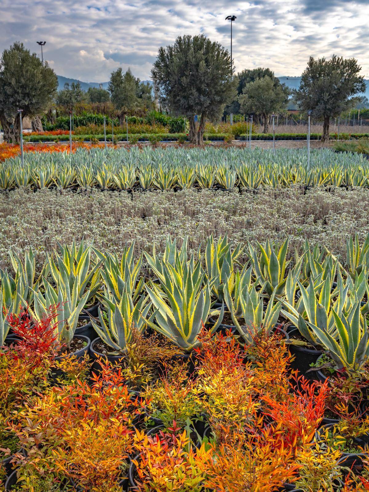 İzmir’in renkleri Büyükşehir fidanlıklarında filizleniyor