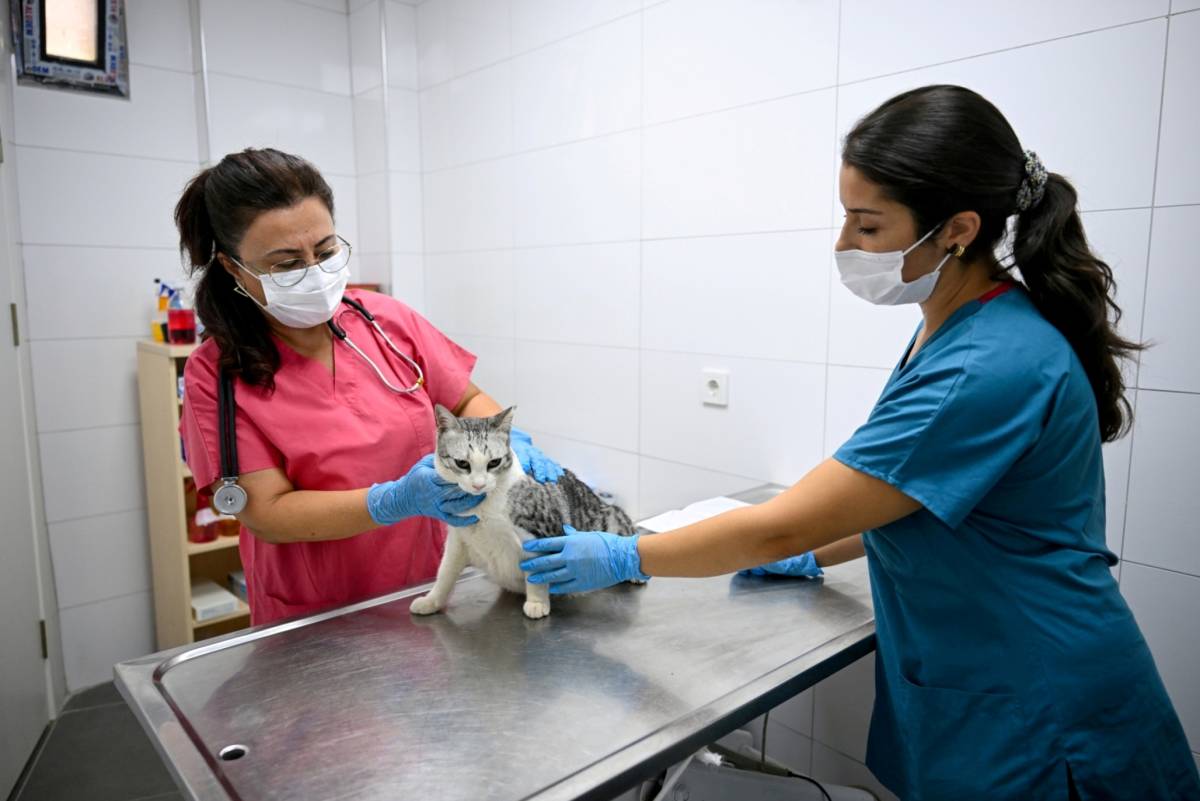 Eros Kedi Kliniği Bornova’da umut merkezi oldu