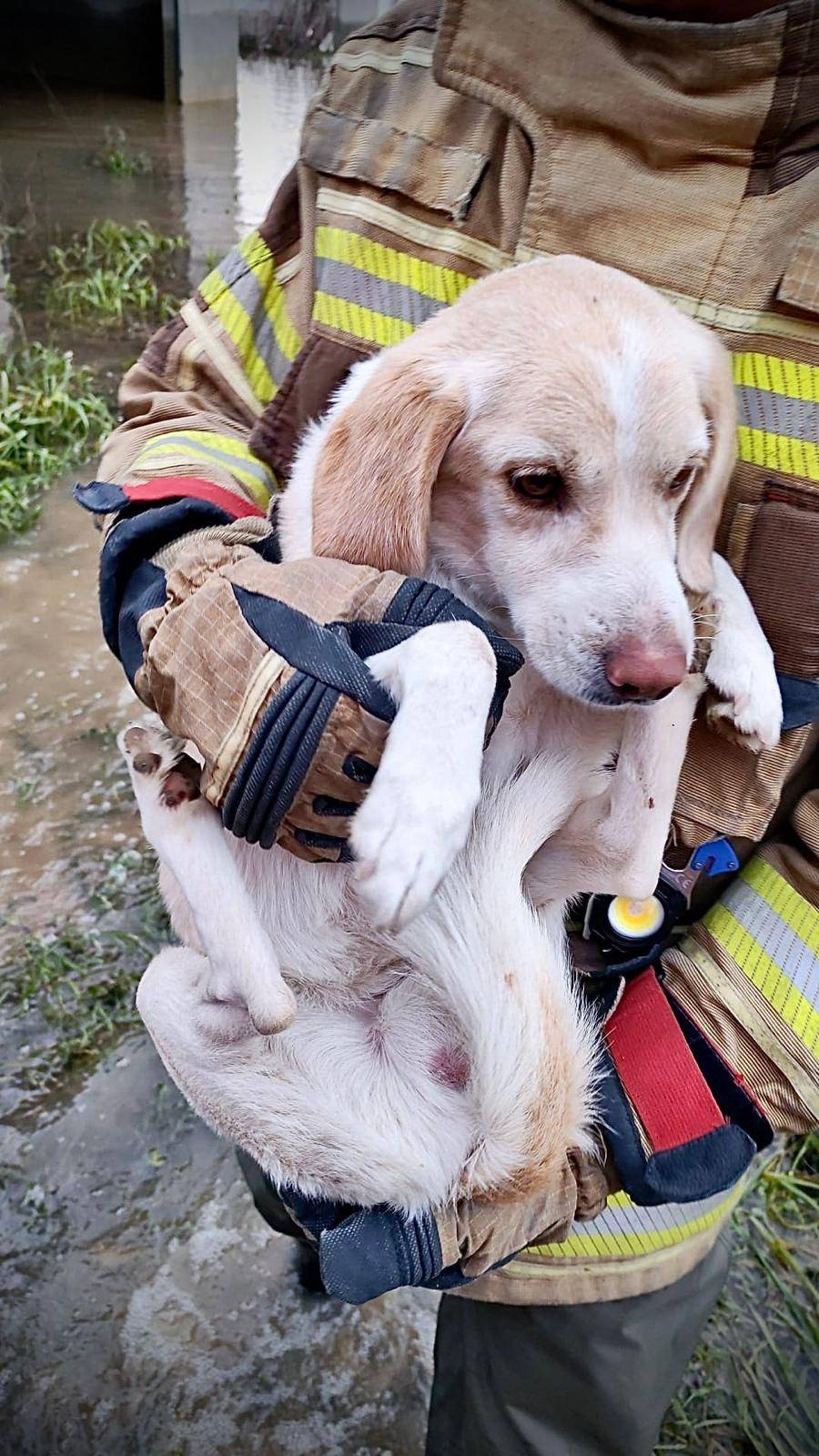 İzmir İtfaiyesi tüm canlıların imdadına yetişiyor