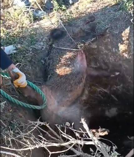 Çukurda mahsur kalan yaban domuzunu vatandaşlar kurtardı
