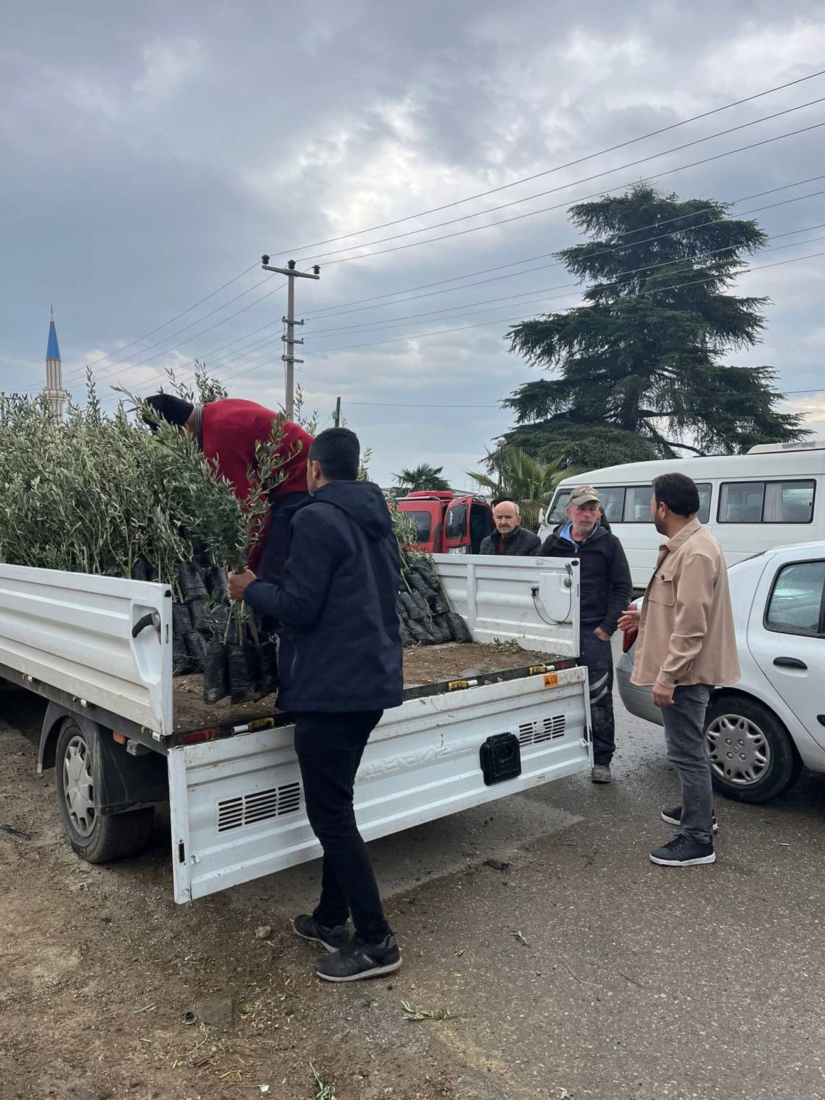 Bayındır’da üreticilere zeytin fidanı desteği