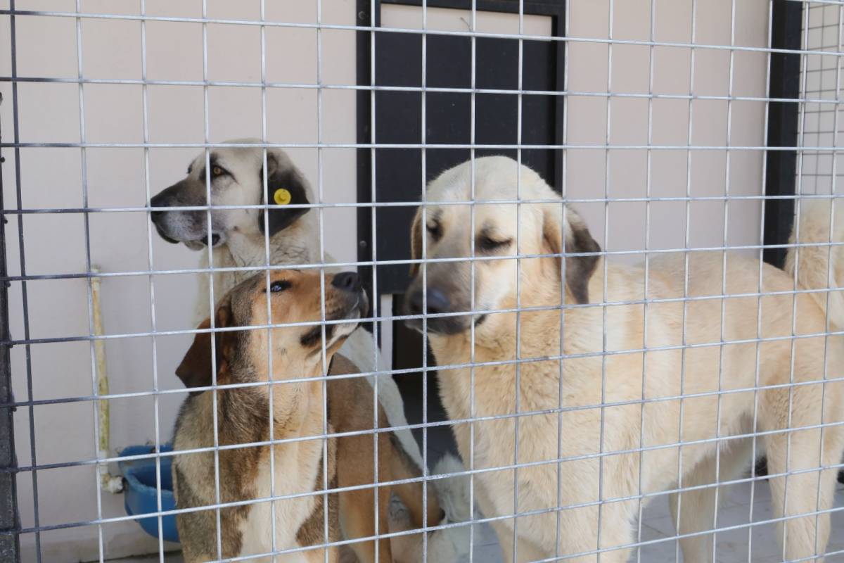 Bayraklı’daki Hayvan Bakımevinde Kapsamlı Yenileme