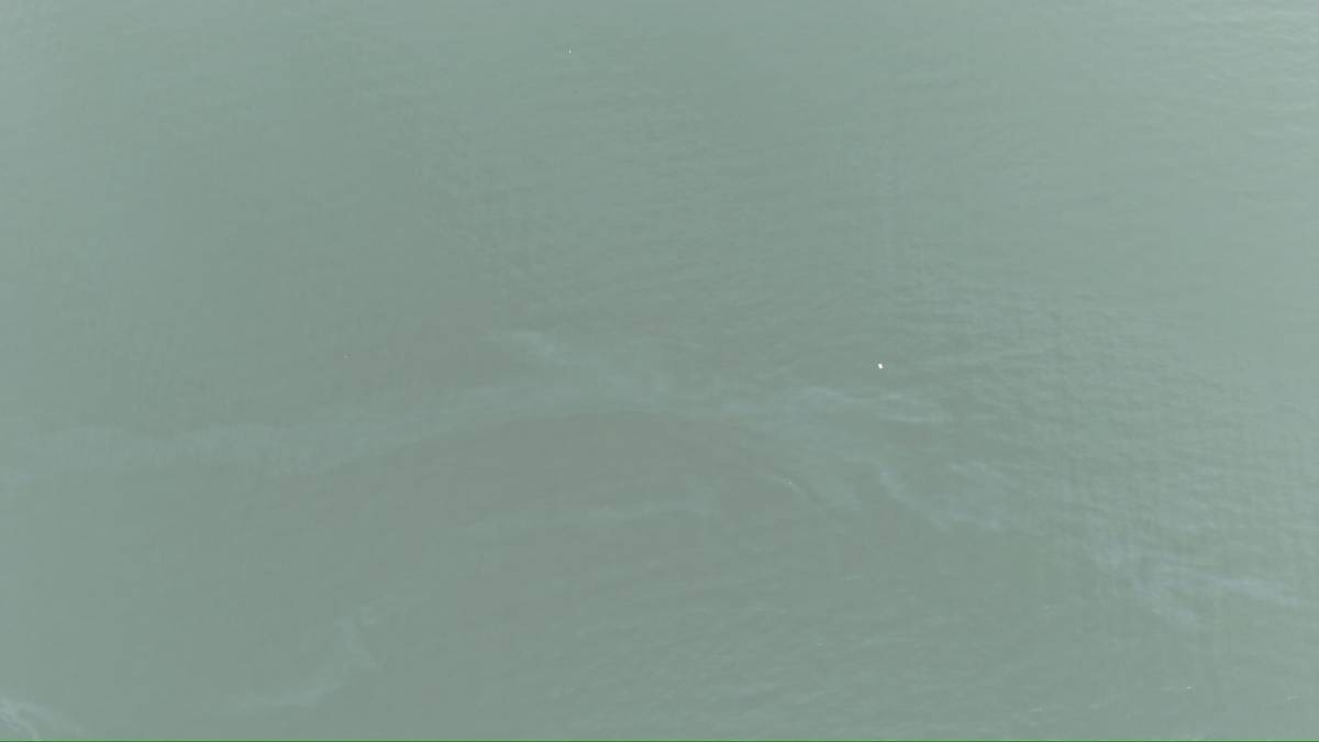 İzmir Körfezi’nde kirlilik alarmı: Aynı tehdit 11. kez görüldü