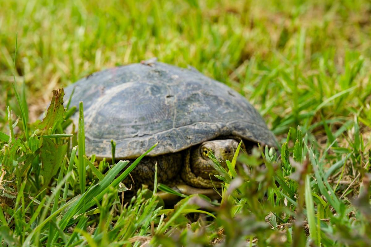 Can dostlar için Menemen'de rekor tedavi sayısına ulaşıldı