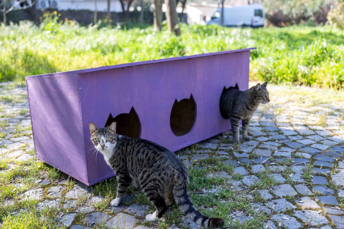 Kedili Park artık güvende