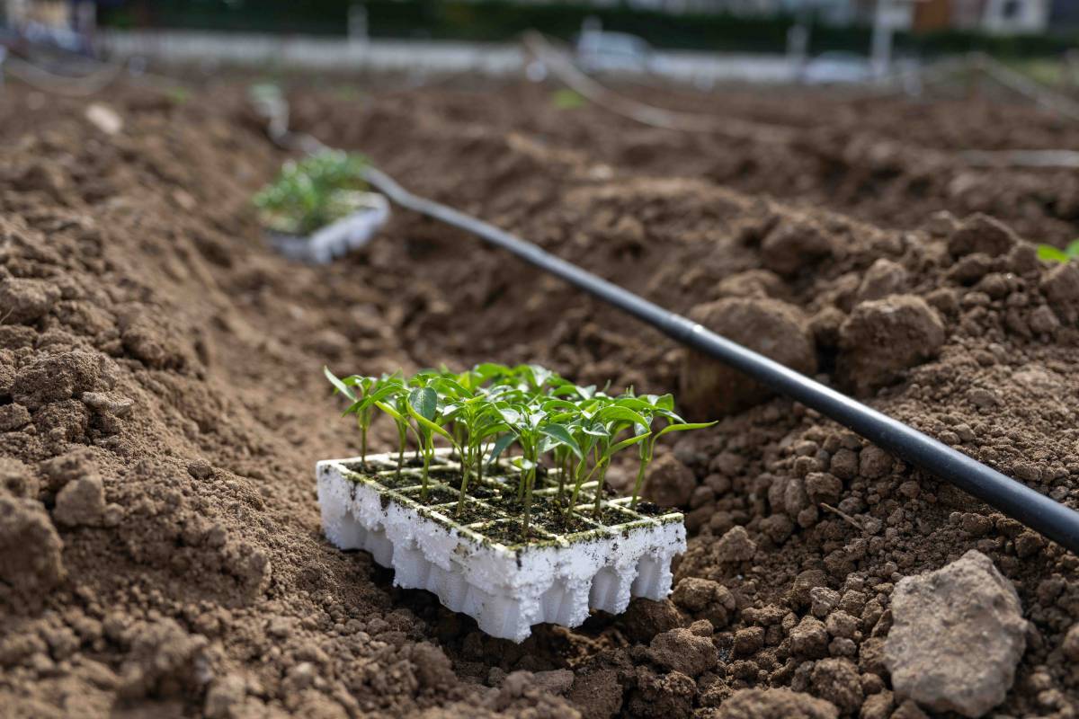 Bornova’da umut toprakla büyüyor