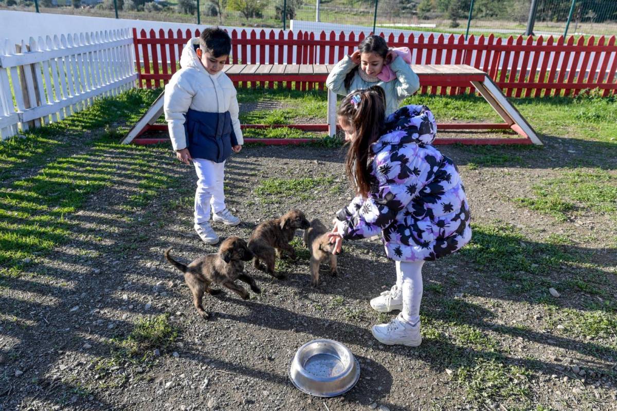 Barınaklardan 3 binin üzerinde hayvan sahiplendirildi