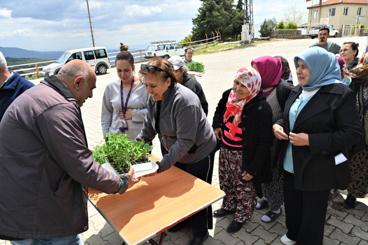 Bornova’dan üreticiye can suyu: 150 bin yazlık sebze fidesi